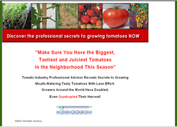 How To Grow Juicy Tasty Tomatoes