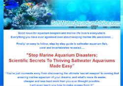 Ultimate Secrets To Saltwater Aquarium Fish And Invertebrates