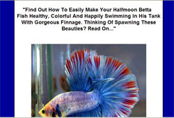 Halfmoon Betta Fish Guide